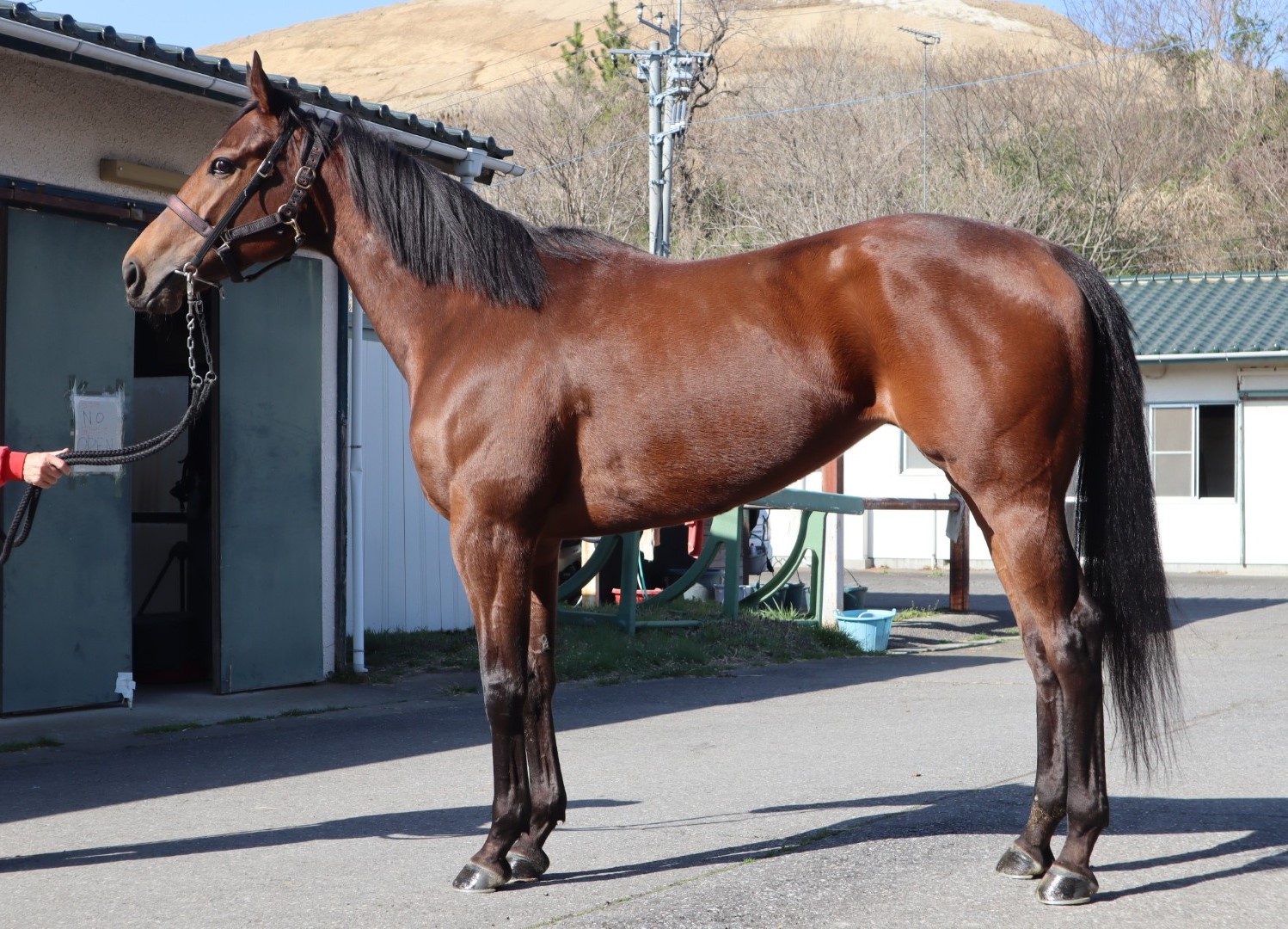 アートムーブメント Art Movement 牝 6歳 ※地方競馬 在籍