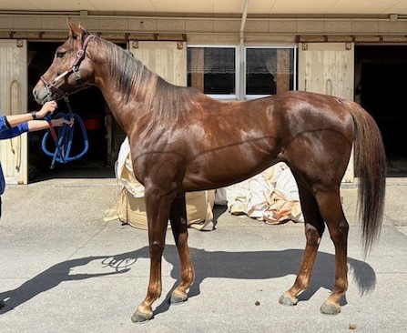 マイネルグリット Meiner Grit 牡 6歳 ※地方競馬 在籍