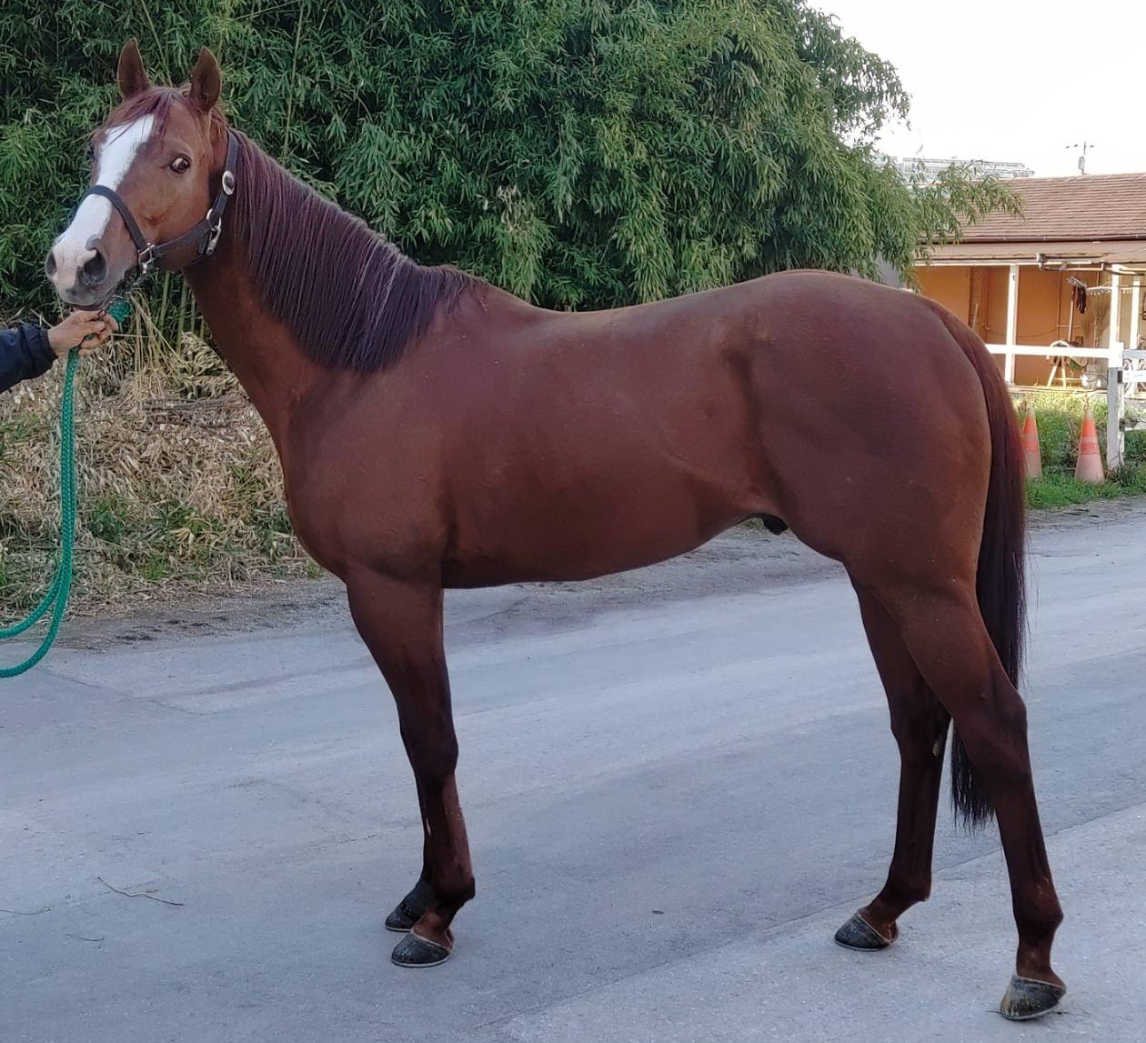 サーストンバーラム　Thurston Barham　　牡　７歳　　※地方競馬　在籍_main1