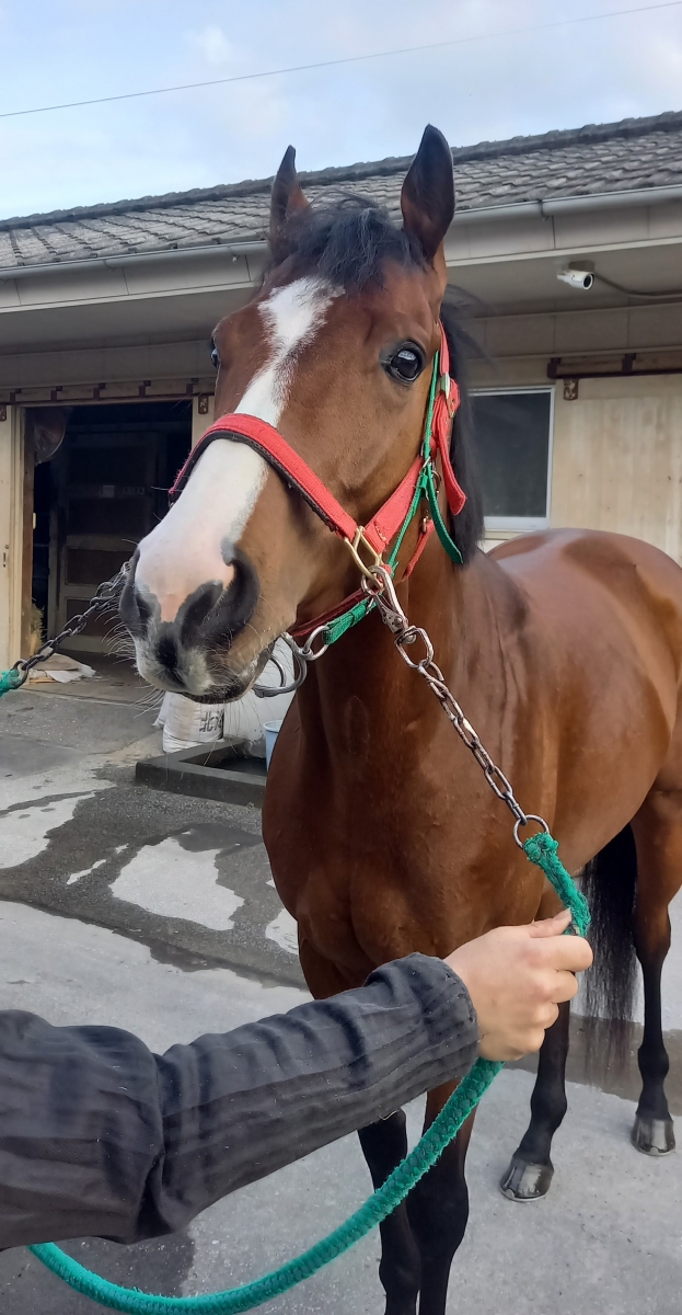 本店は Day the of Shot ショットオブザデイ 牡 在籍 ※地方競馬 4歳 置物