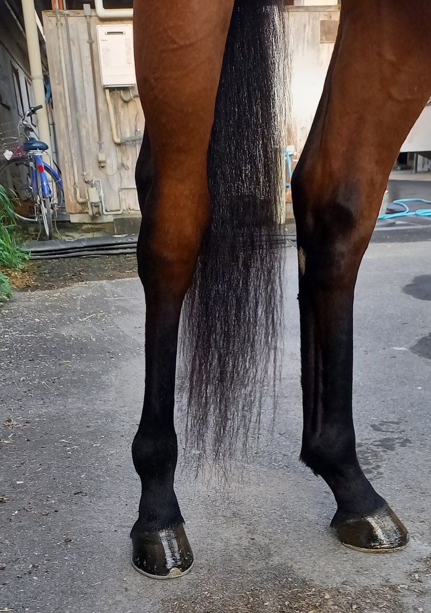 ショットオブザデイ Shot of the Day 牡 4歳 ※地方競馬 在籍