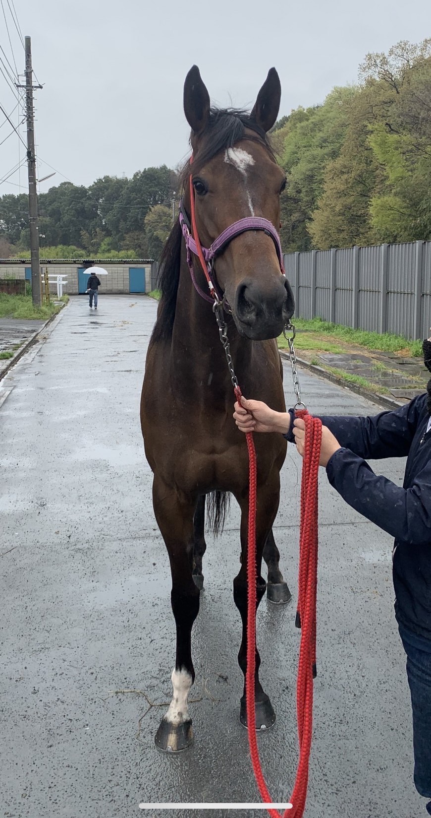 ハイエストプレイズ Highest Praise 牝 6歳 ※地方競馬 在籍