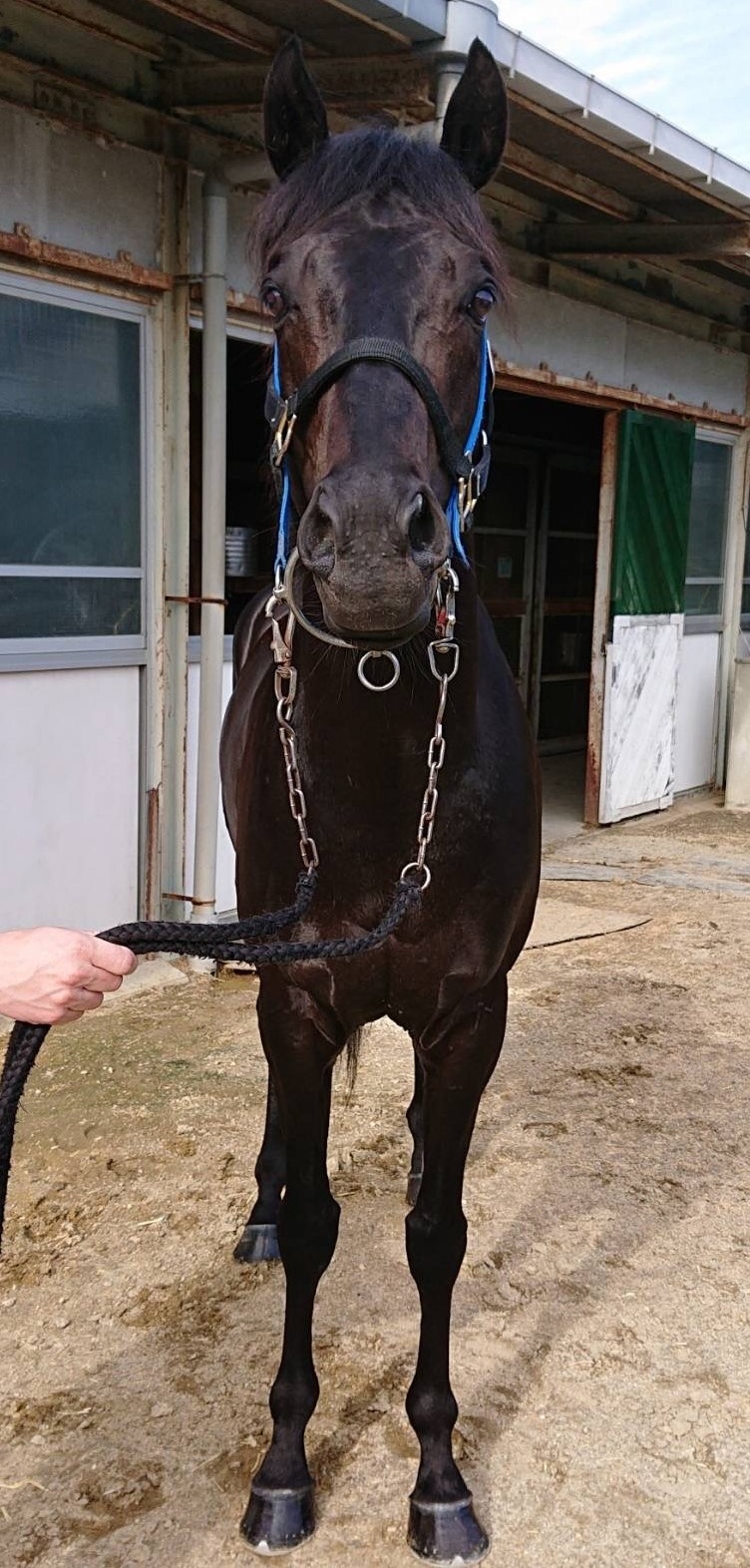 クールスパート Cool Spurt 牡 8歳 ※地方競馬 在籍