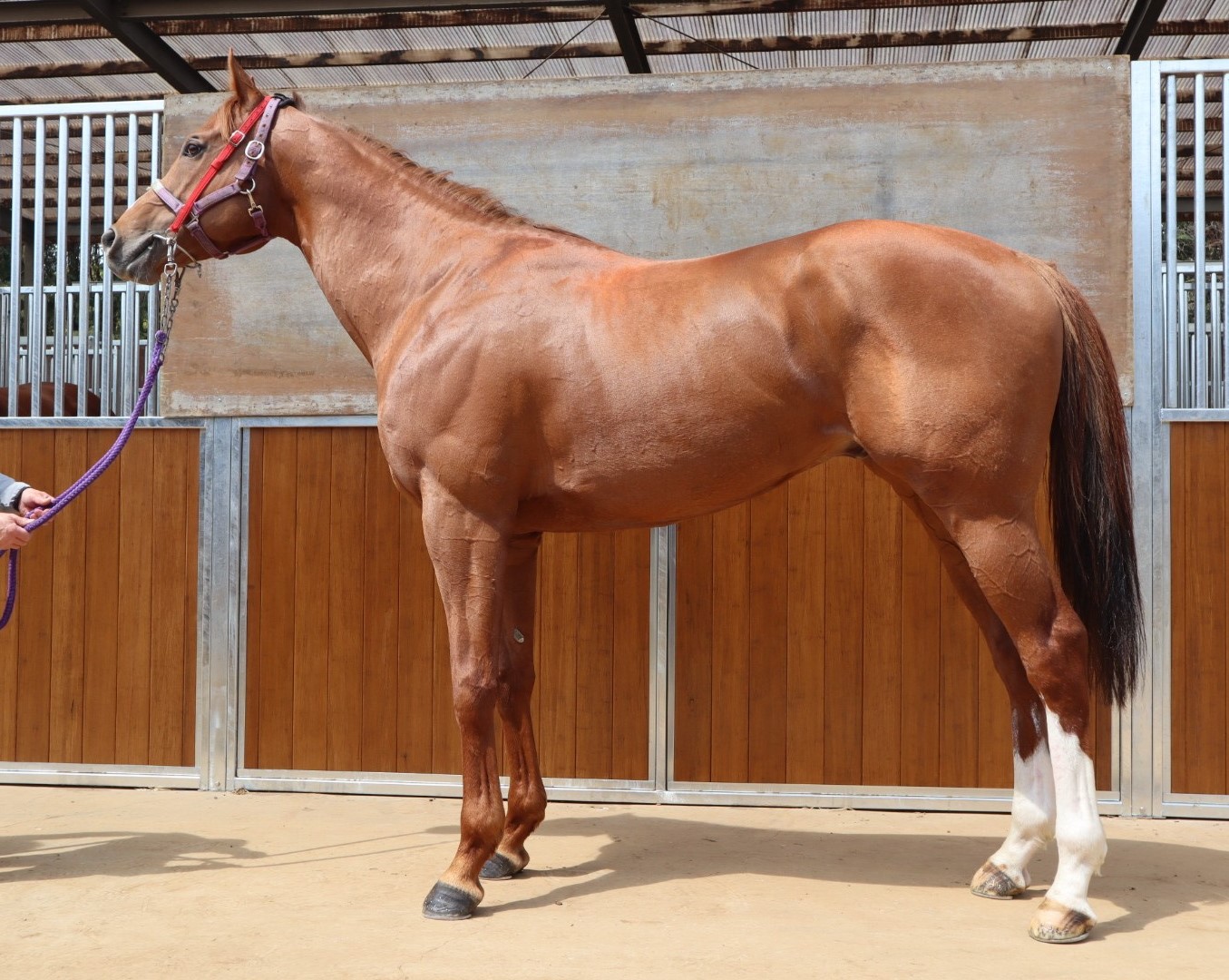 ウインレゼルヴ Win Reserve 牡 6歳 ※中央競馬 登録抹消