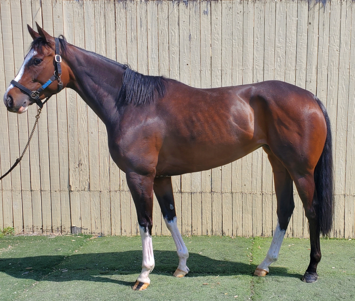 ルクススパーク　Lux Spark　　牝　４歳　　※地方競馬　在籍_main1