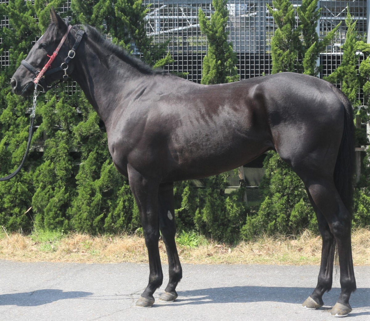 モズライフセーバー Mozu Life Saver 牡 3歳 ※中央競馬 登録