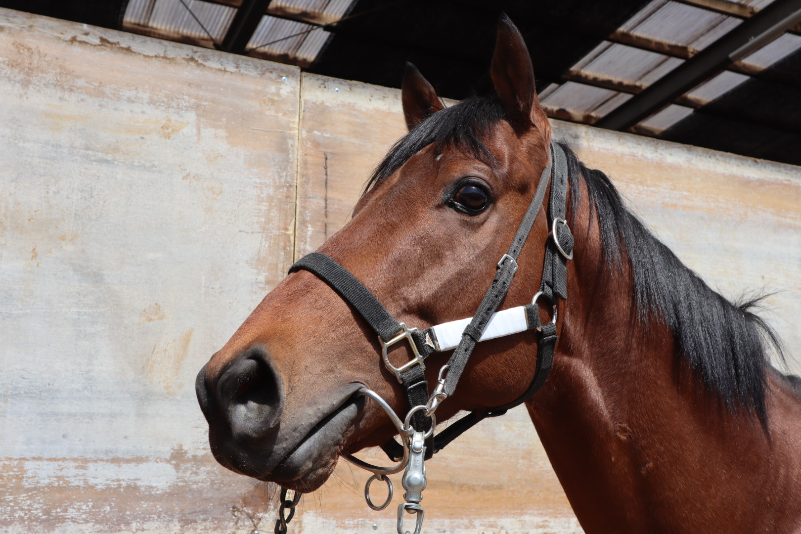 トレジャーバローズ Treasure Barows 牡 5歳 ※地方競馬 在籍