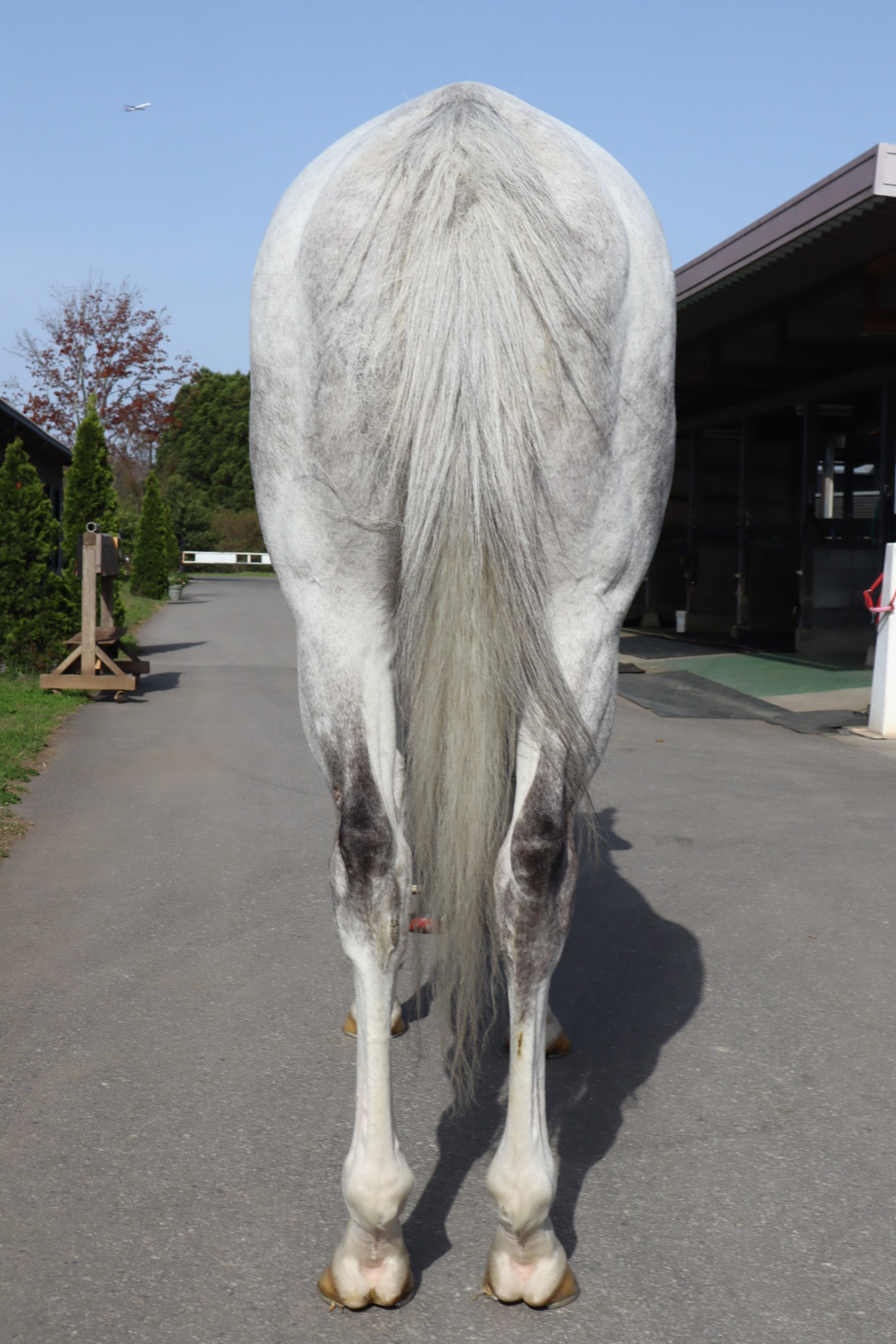 グローサーベア Grosser Bar セン ６歳 ※地方競馬 在籍 | サラブレッド 