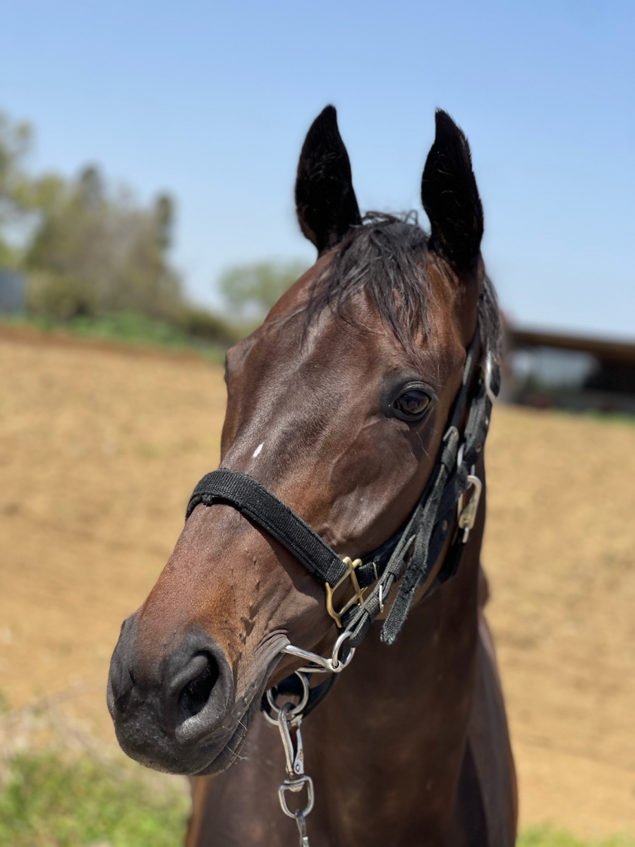 サイファリス Cipheris 牝 ７歳 ※地方競馬 在籍 | サラブレッド 