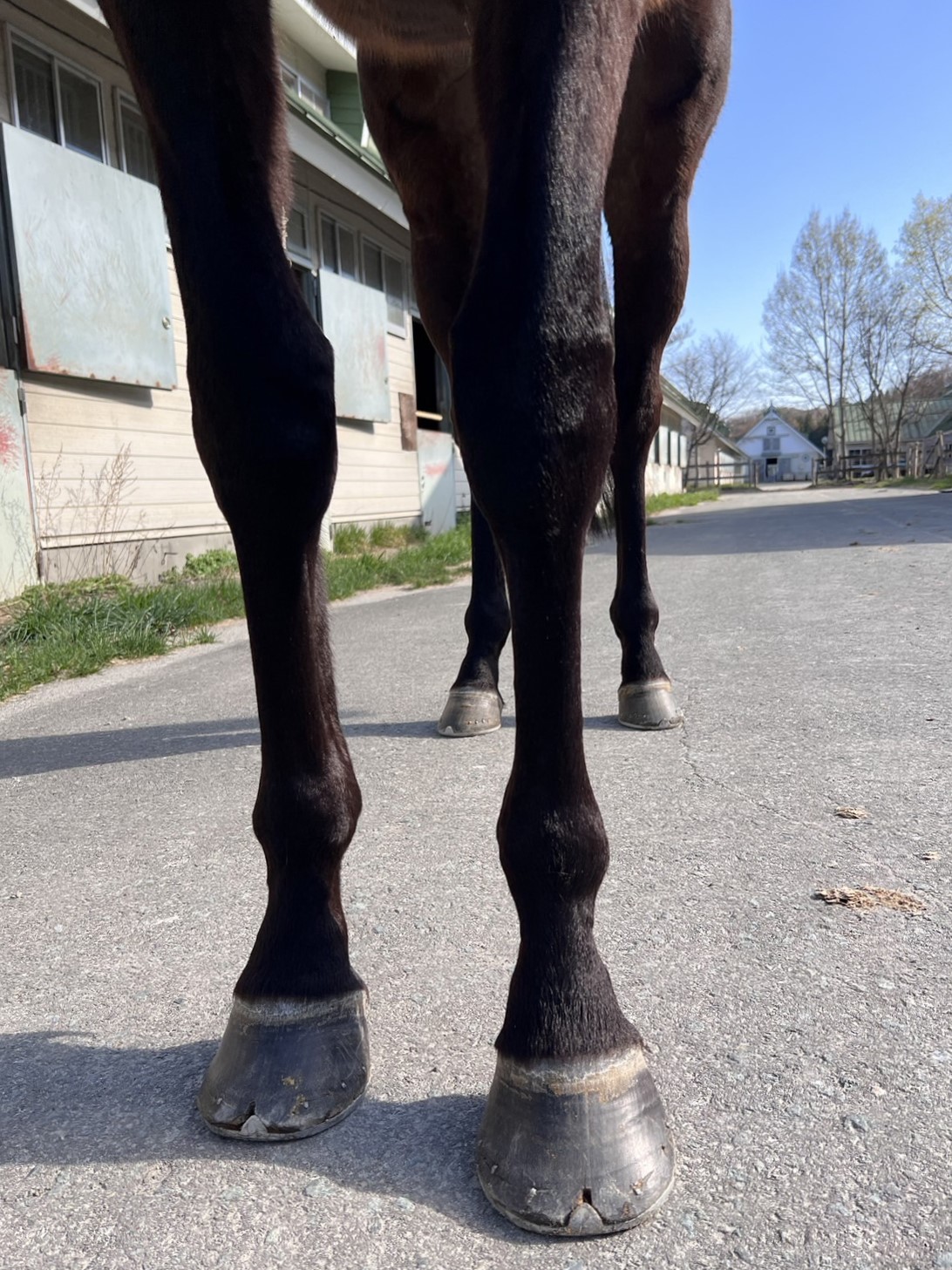 ミソニコミウドン Misonikomiudon 牝 3歳 ※繁殖牝馬(空胎 ミソニコミウドン Misonikomiudon 牝 3歳 ※繁殖牝馬(空胎