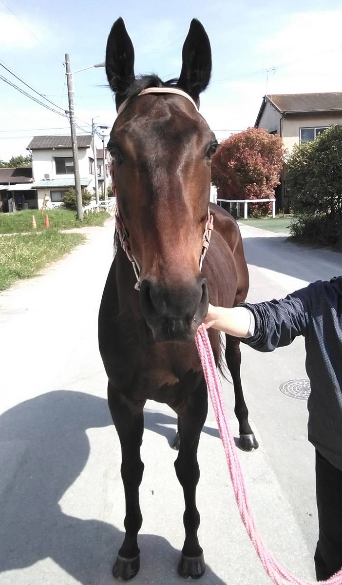 モントカイザー Mond Kaiser(GB) セン 7歳 ※地方競馬 在籍 モントカイザー Mond Kaiser(GB) セン 7歳 ※地方競馬 在籍