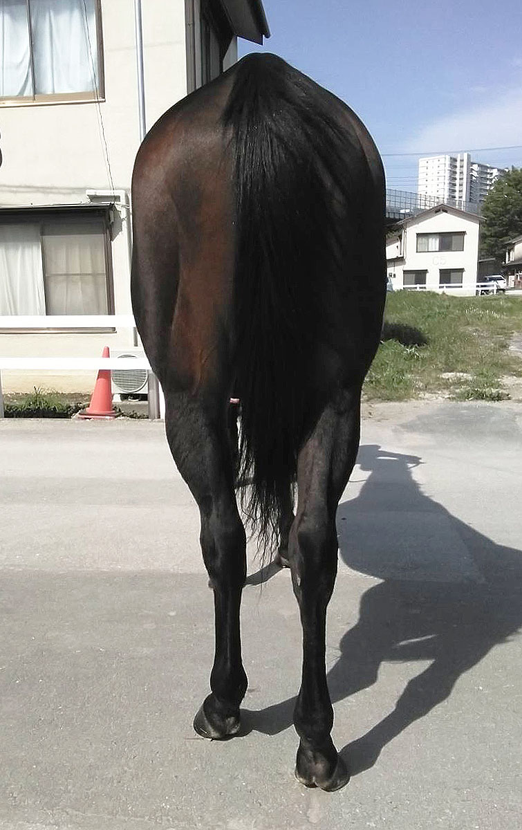 モントカイザー Mond Kaiser(GB) セン 7歳 ※地方競馬 在籍 モントカイザー Mond Kaiser(GB) セン 7歳 ※地方競馬 在籍