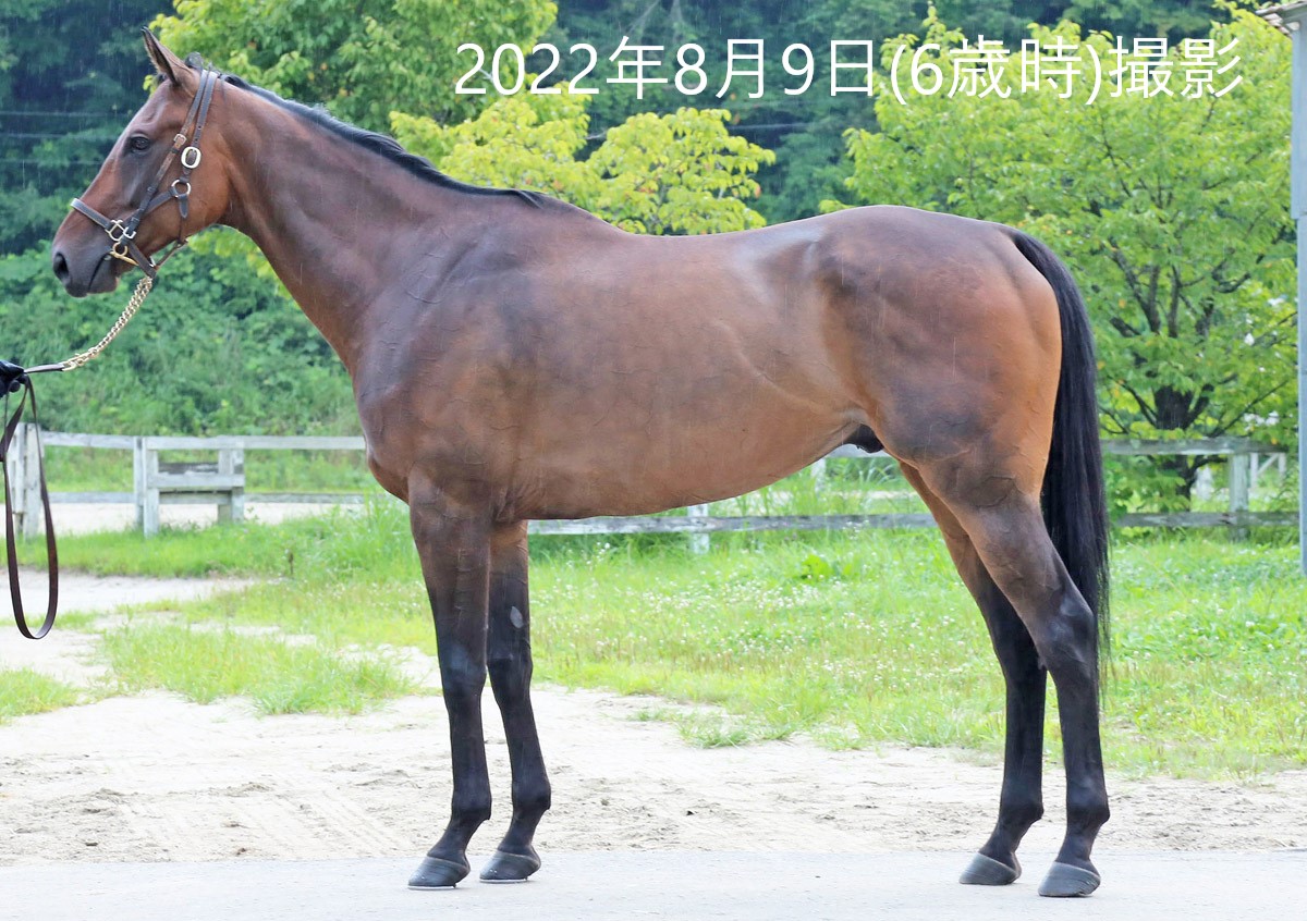 モントカイザー Mond Kaiser(GB) セン 7歳 ※地方競馬 在籍 モントカイザー Mond Kaiser(GB) セン 7歳 ※地方競馬 在籍