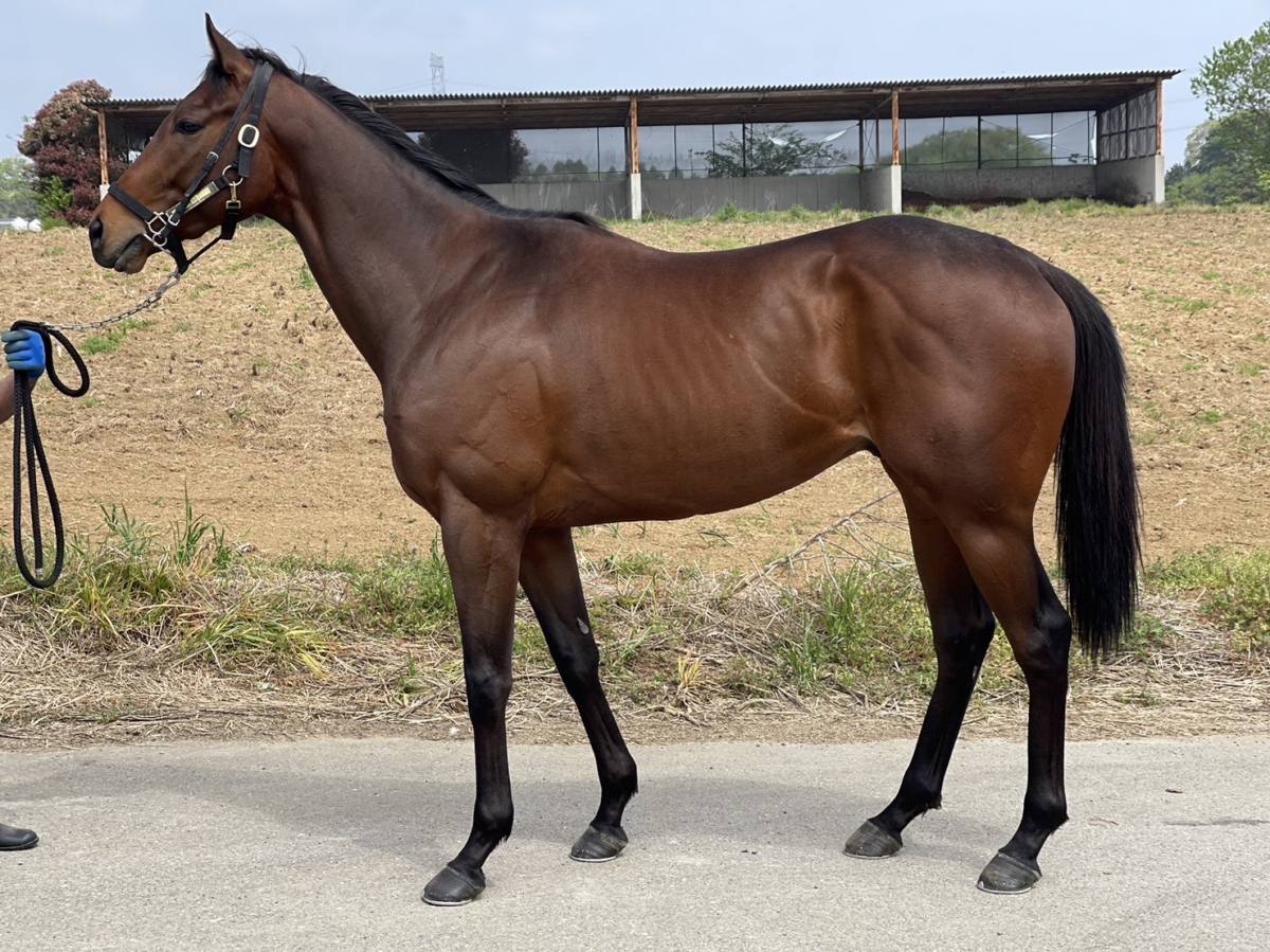 マライアガーネット Malaia Garnet 牡 ３歳 ※中央競馬 登録抹消