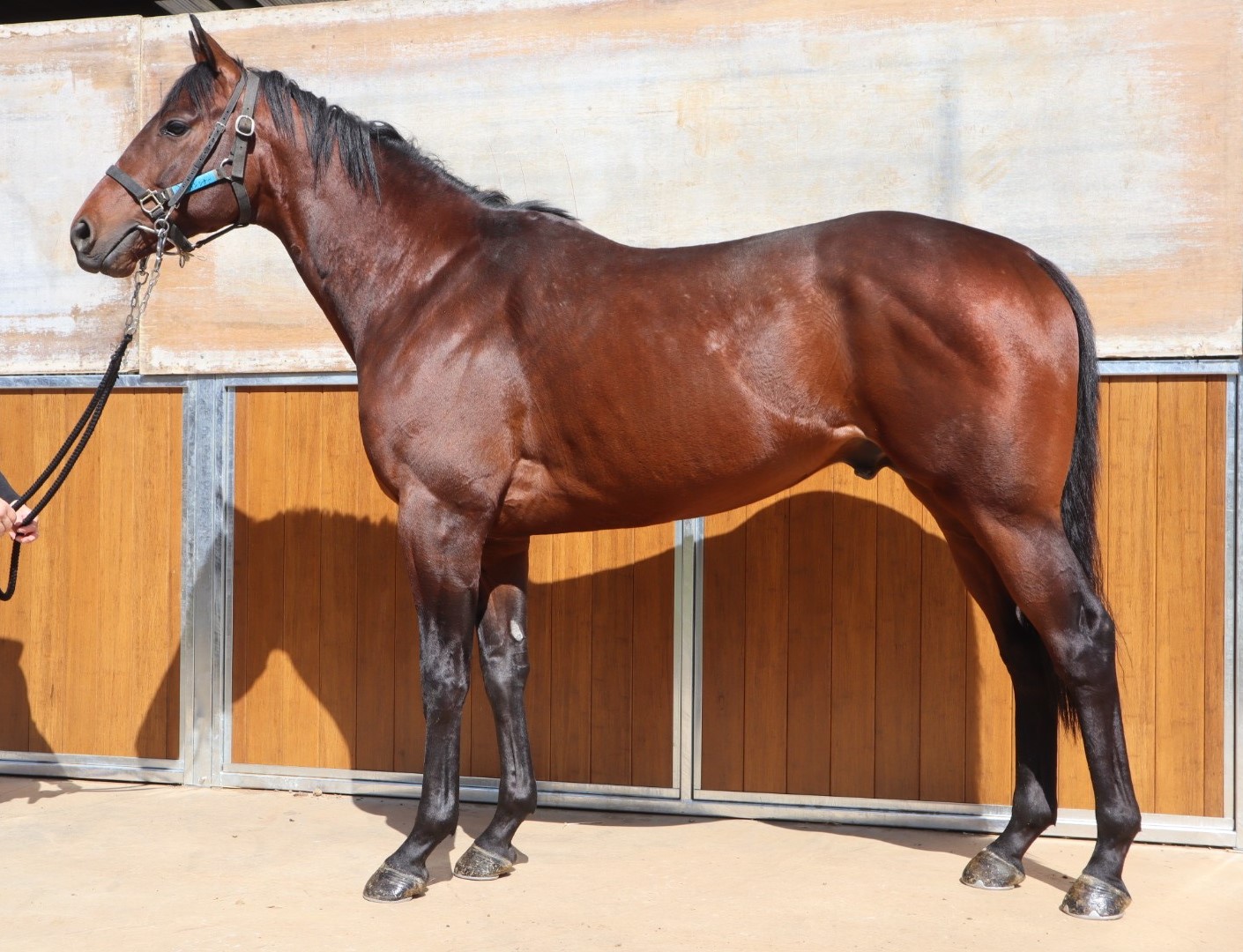 JJ 2003年 1月号〜12月号 セットまたはバラ売り ZX12R 202310180369 JKAZXT - オートコレクション