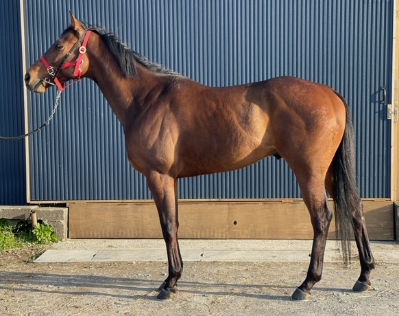 コジロウ Kojiro セン ４歳 ※地方競馬 在籍 | サラブレッドオークション