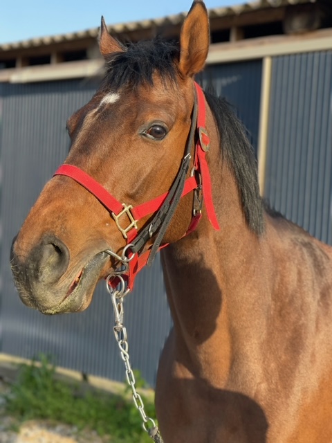 コジロウ Kojiro セン 4歳 ※地方競馬 在籍 | サラブレッド