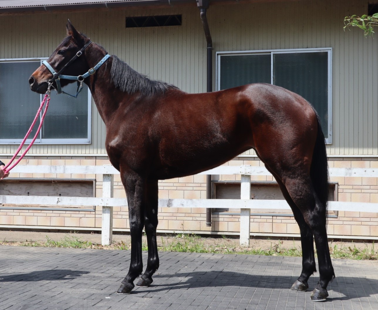 ジュレップスター Julep Star 牝 ３歳 ※中央競馬 登録抹消 