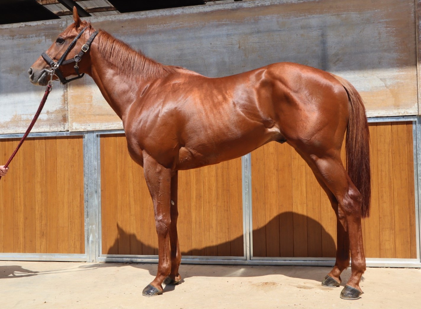 ブリットラン　Bullet Run　　牡　３歳　　※中央競馬　登録抹消_main1