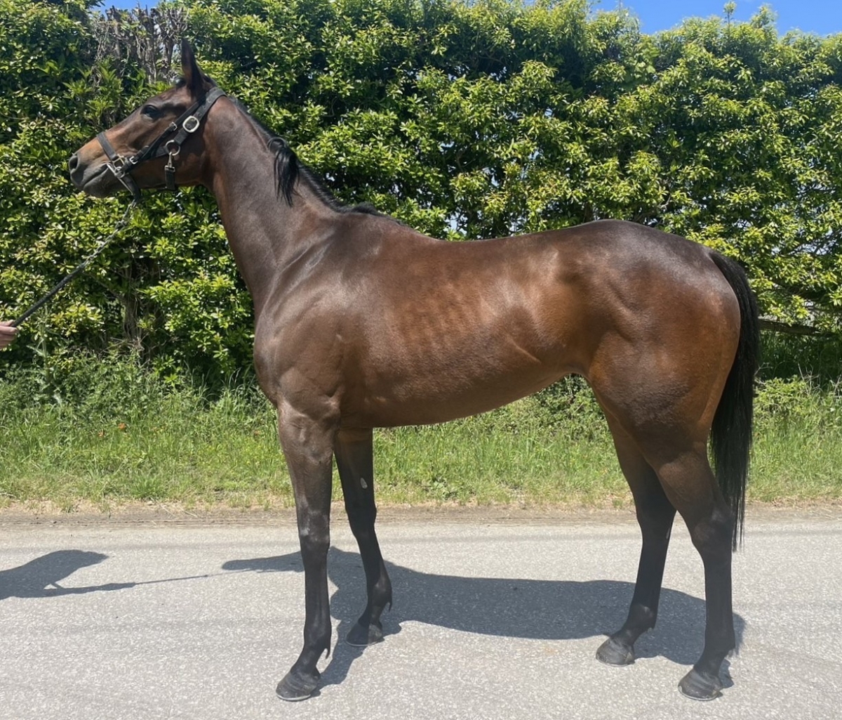 ロデオフリップ　Rodeo Flip　　牝　３歳　　※中央競馬　登録抹消_main1