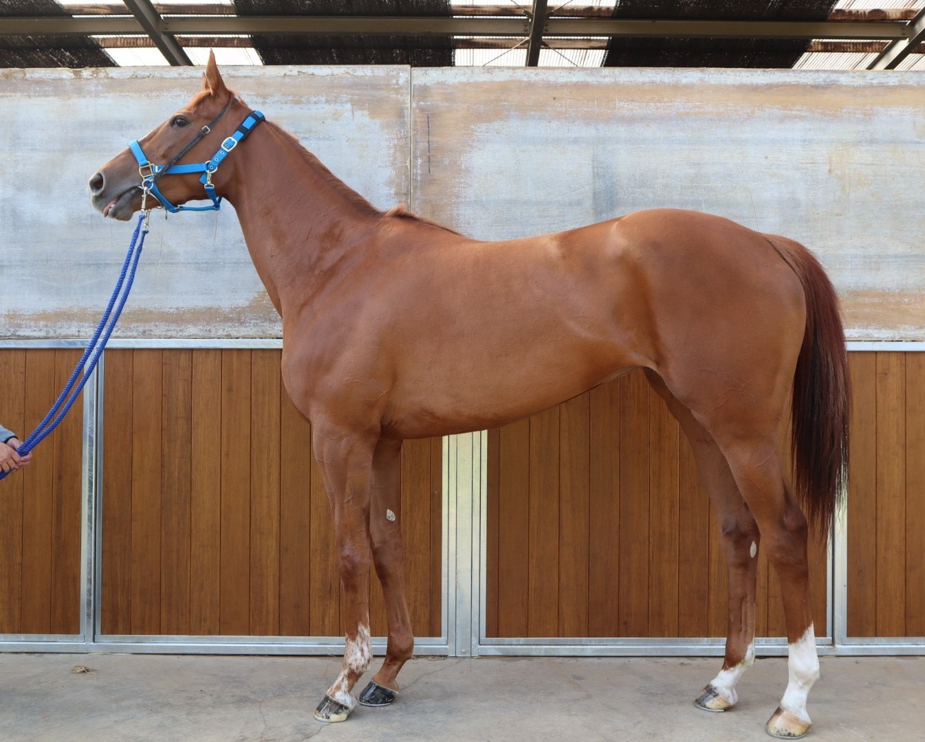 【中古】 ズバリ「この父」を買いなさい！ 中央競馬７２コース/順文社/Ａー１０解析班 中古】 ズバリ「この父」を買いなさい！ 中央競馬72コース / Aー