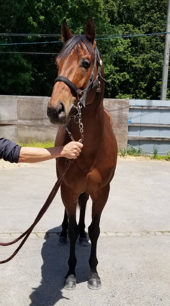ボルサリーノ Borsalino 牡 6歳 ※中央競馬 登録抹消
