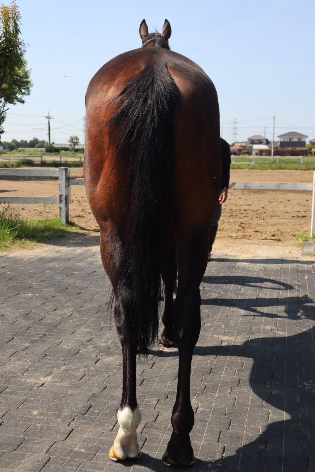フィードバック Feedback セン 7歳 ※中央競馬 登録抹消