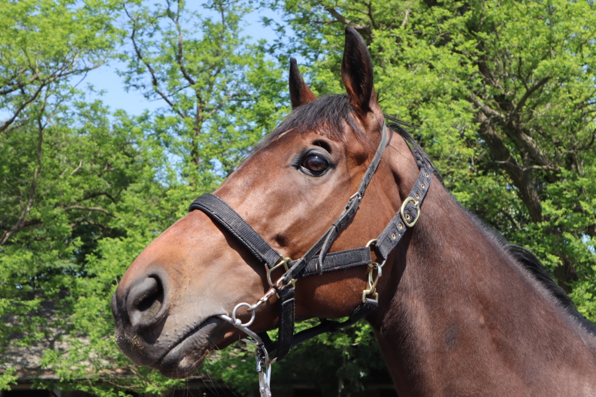 フィードバック Feedback セン 7歳 ※中央競馬 登録抹消