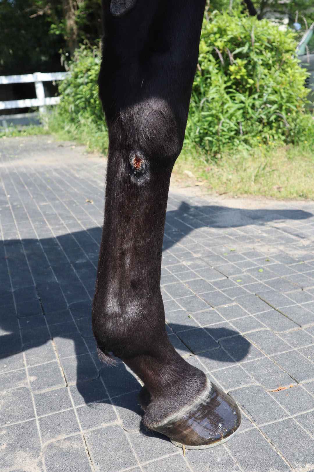 フィードバック Feedback セン 7歳 ※中央競馬 登録抹消
