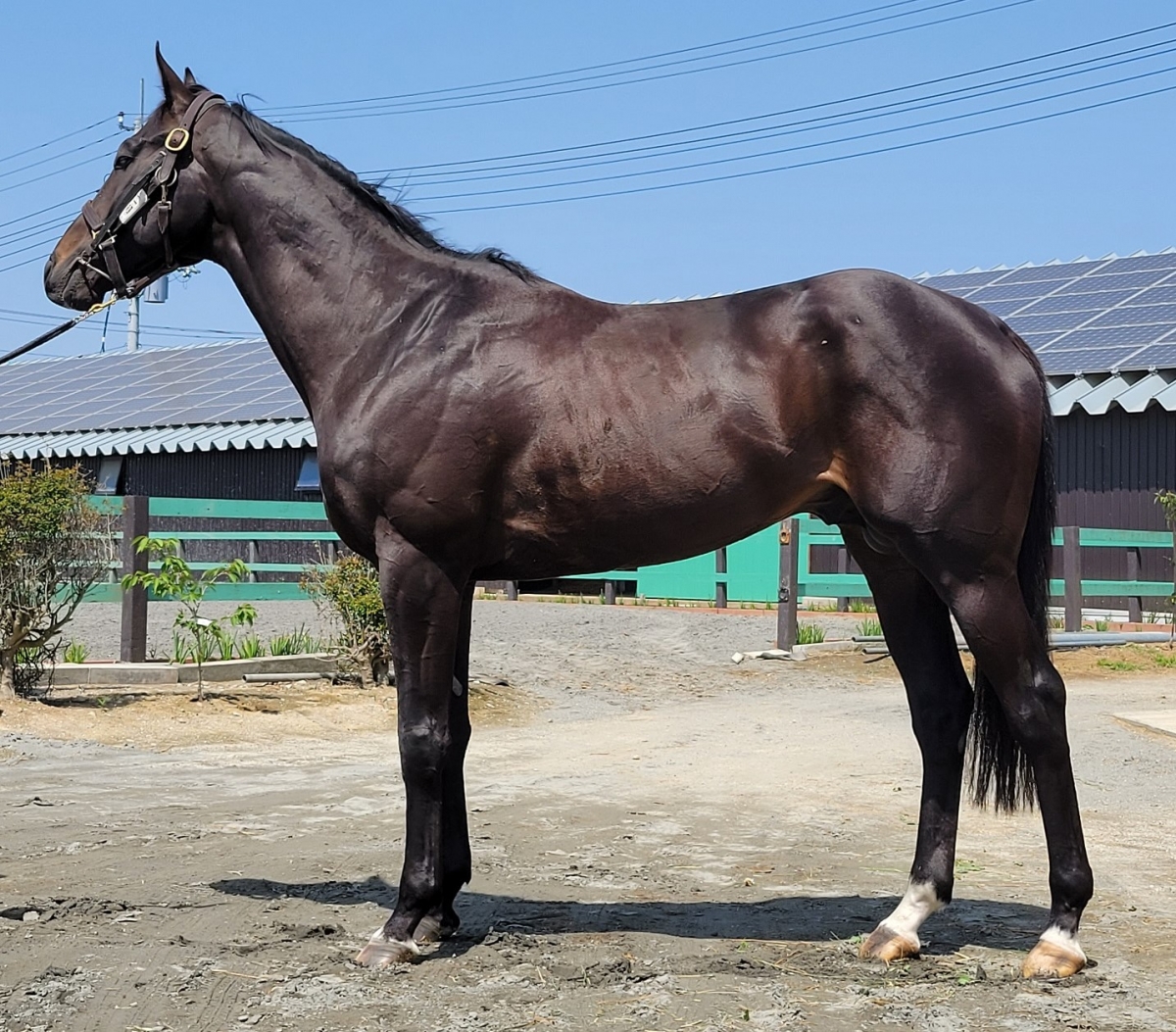 ショウナンワタリ Shonan Watari 牡 ３歳 ※中央競馬 登録抹消 | サラブレッドオークション