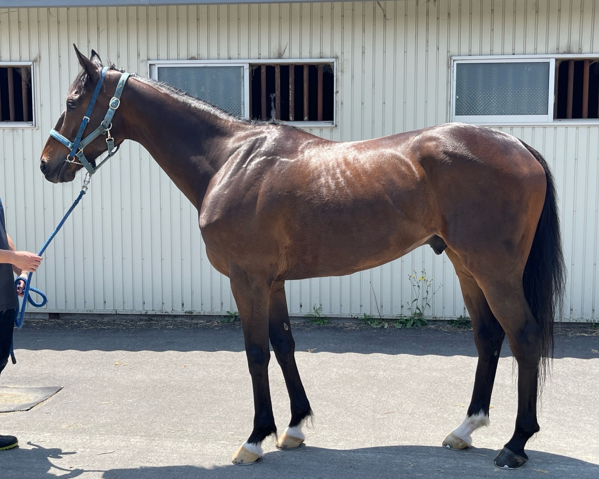 ロックグラス Rock Glass セン ６歳 ※中央競馬 登録抹消