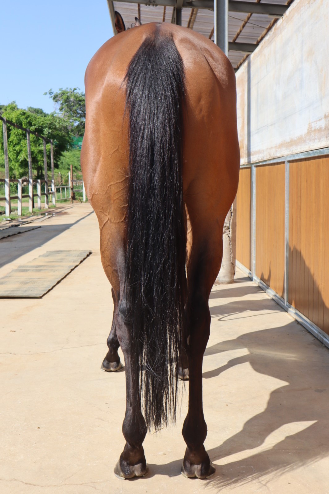 ブリッツェンシチー Blitzen City セン 7歳 ※中央競馬 登録抹消