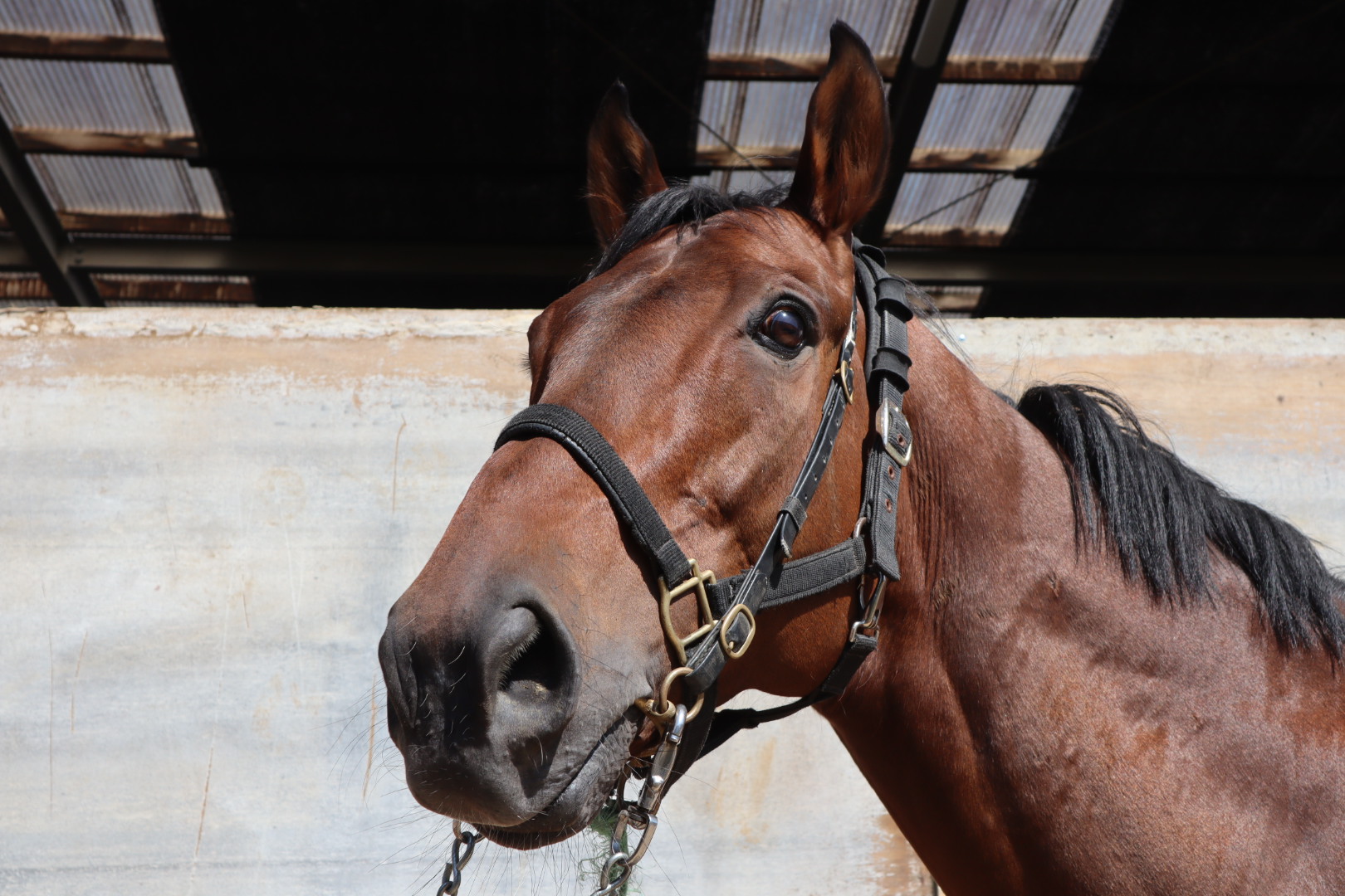 ブリッツェンシチー Blitzen City セン 7歳 ※中央競馬 登録抹消