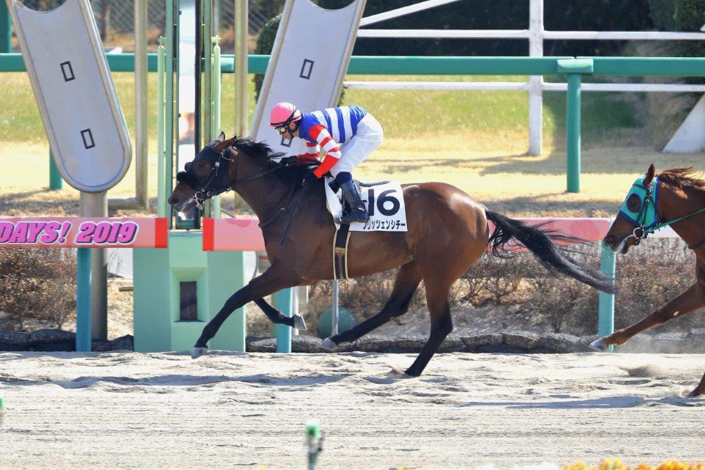 ブリッツェンシチー Blitzen City セン 7歳 ※中央競馬 登録抹消