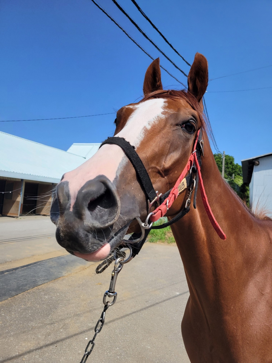 クレールアヴニール Clair Avenir 牝 4歳 ※地方競馬 在籍