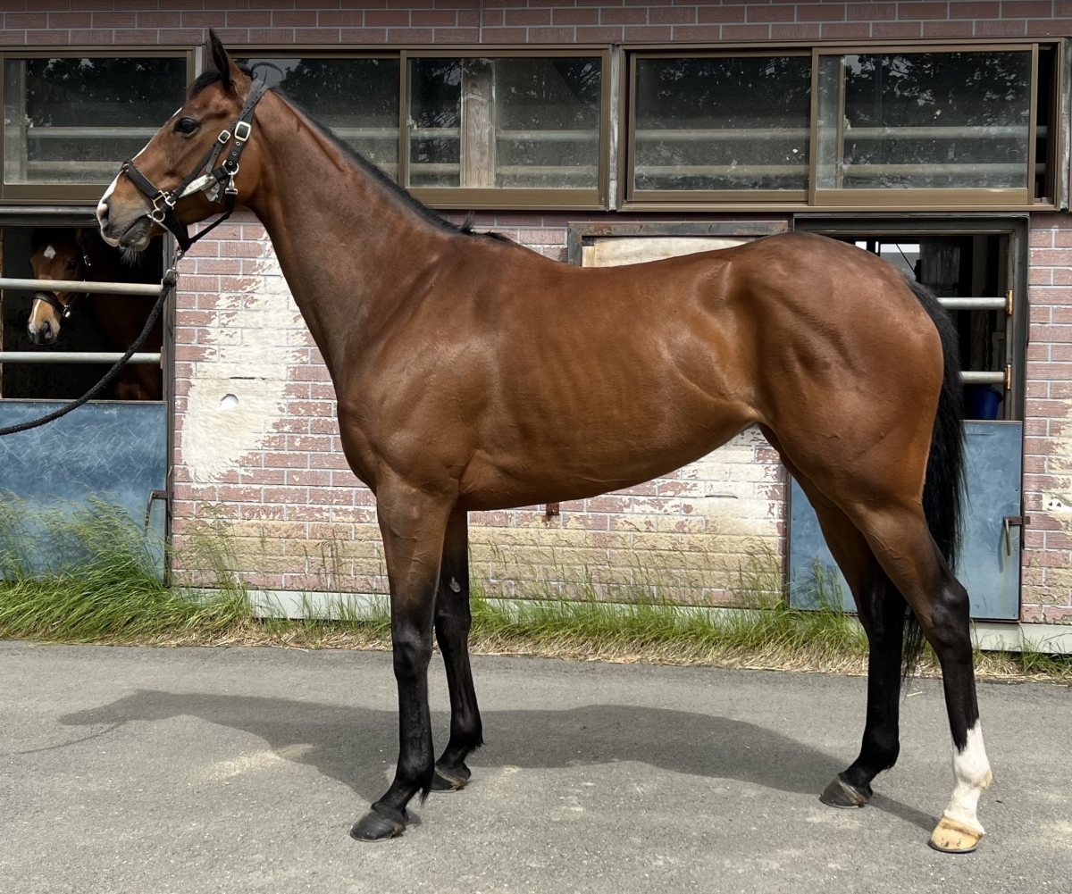 ベストコレクトパリ Best Collect Paris 牝 5歳 ※地方競馬 在籍