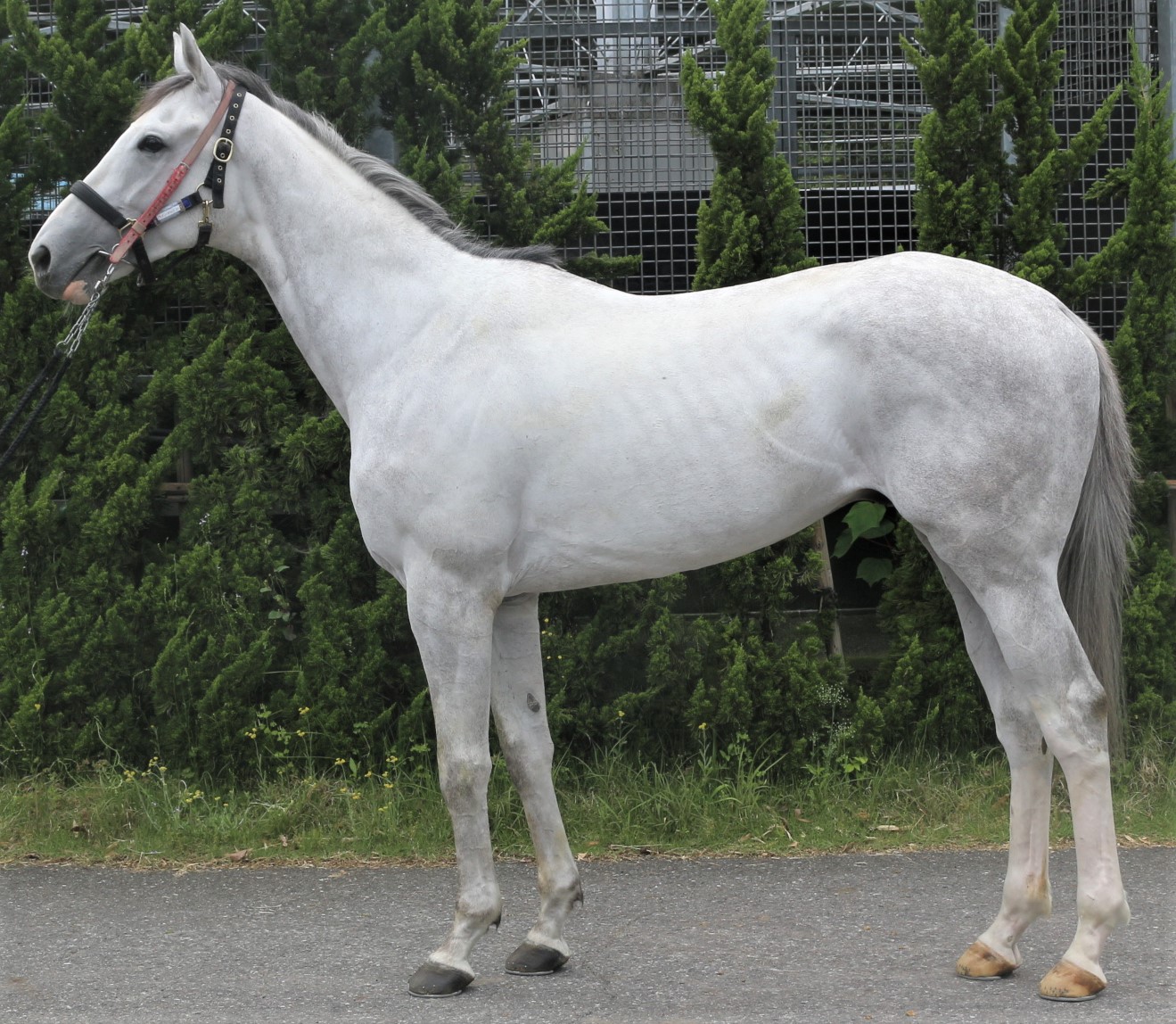 ウインガレオン Win Galleon 牡 3歳 ※中央競馬 登録抹消