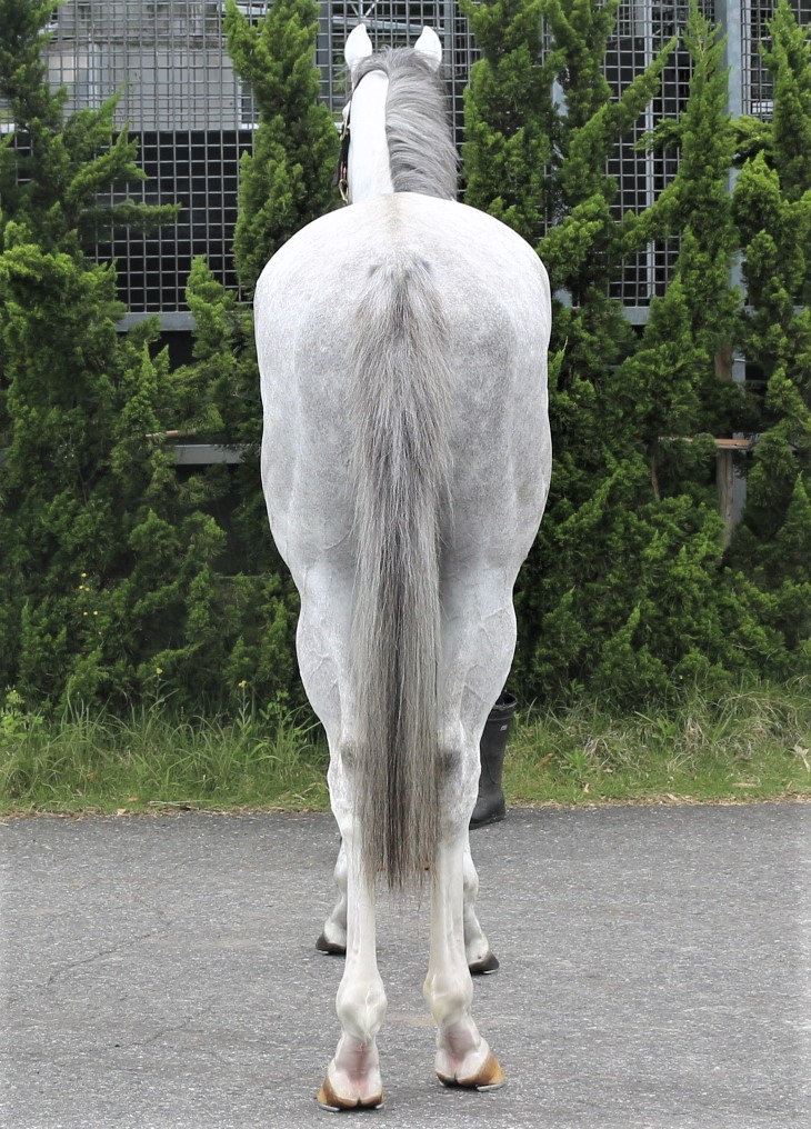 ウインガレオン Win Galleon 牡 3歳 ※中央競馬 登録抹消 ウインガレオン Win Galleon 牡 3歳 ※中央競馬 登録抹消