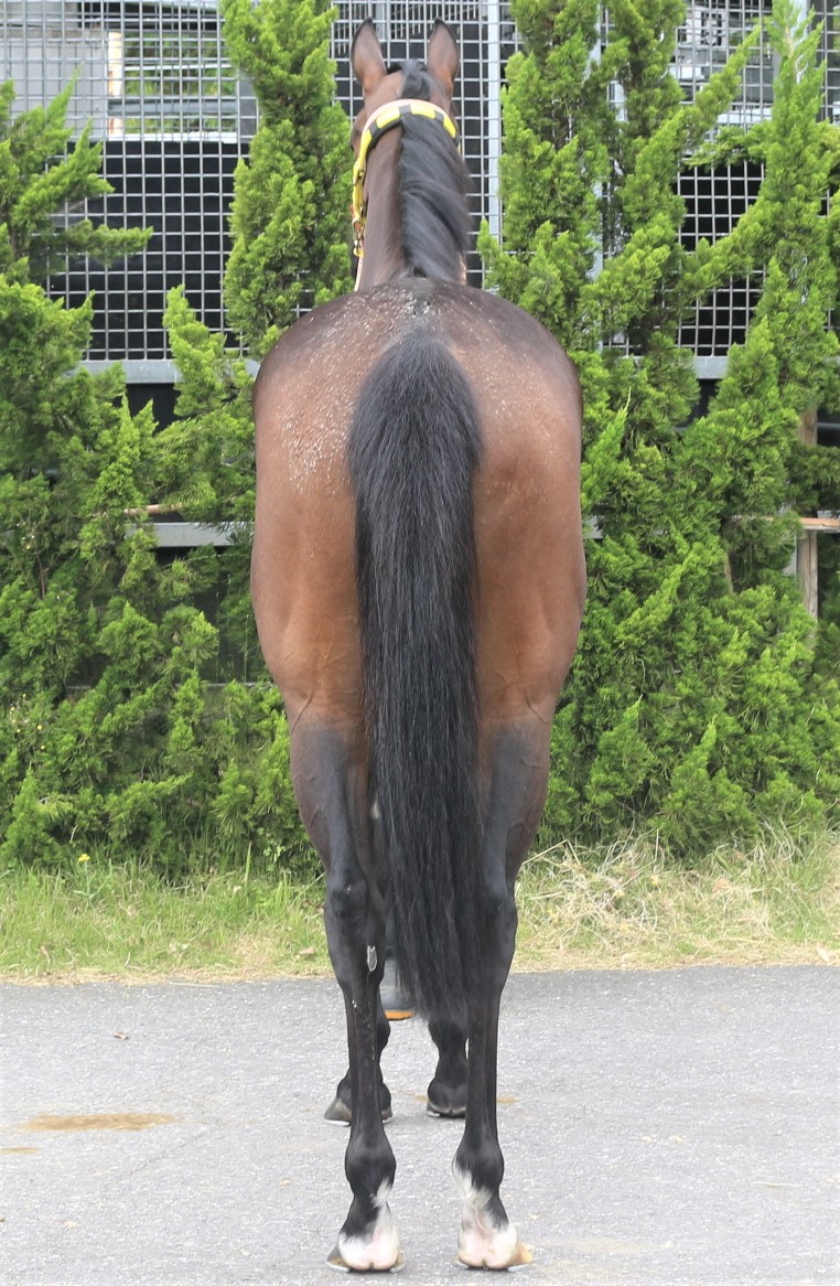 ウインエリタージュ Win Heritage 牝 3歳 ※中央競馬 登録抹消