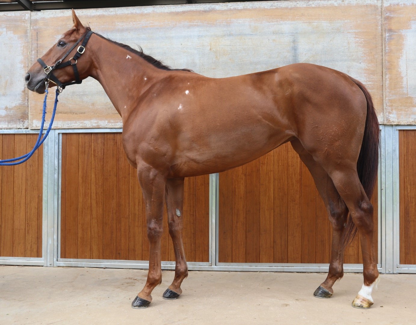 ケイツータラ　K Two Tala　　牝　３歳　　※中央競馬　登録抹消_main1