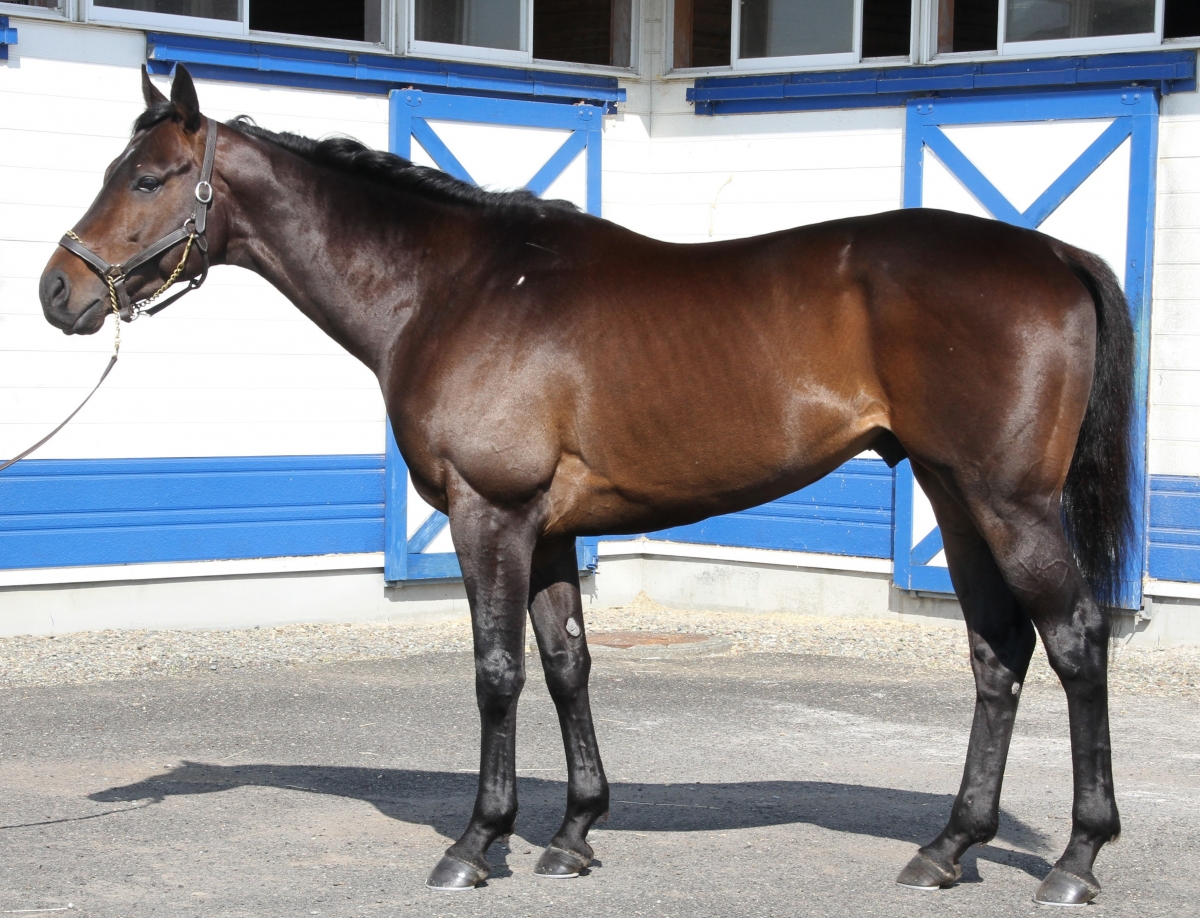 バックトゥブルー Back to Blue(IRE) 牡 4歳 ※地方競馬 在籍