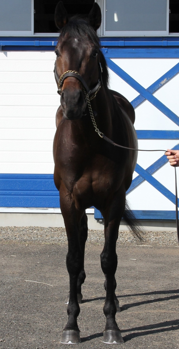 バックトゥブルー Back to Blue(IRE) 牡 4歳 ※地方競馬 在籍
