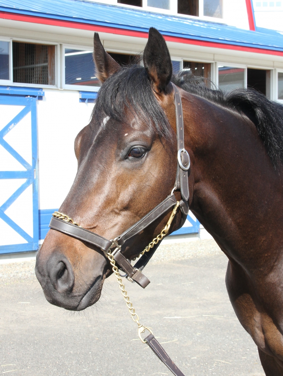 ピュウチャン様　/thoroughbredサラブレットネイビー/巾着Lサイズ バックトゥブルー Back to Blue(IRE) 牡 4歳 ※地方競馬 在籍