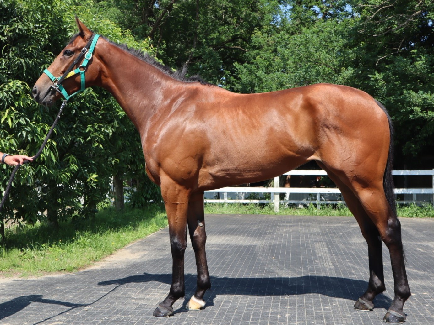 グランレイハート Grand Lei Heart 牝 3歳 ※中央競馬 登録抹消