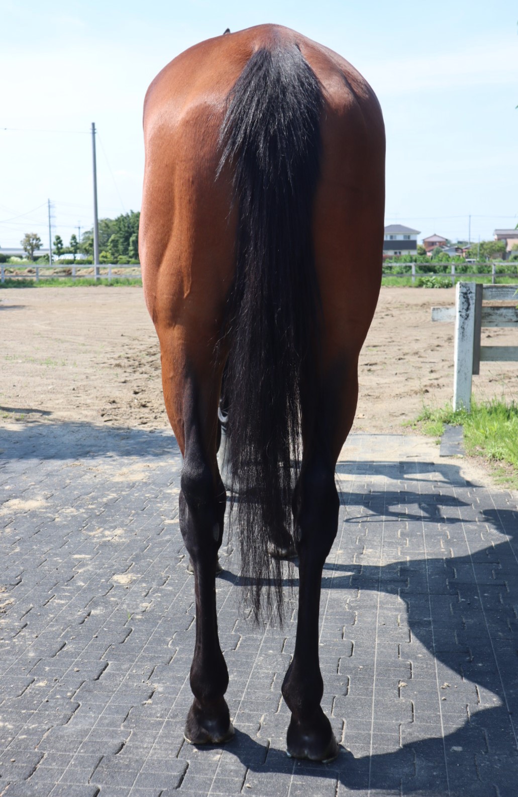 グランレイハート Grand Lei Heart 牝 3歳 ※中央競馬 登録抹消