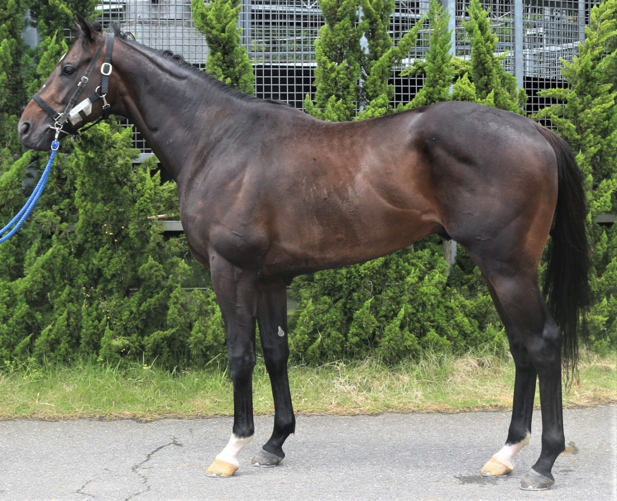 レンダリング Rendering 牡 3歳 ※中央競馬 登録抹消
