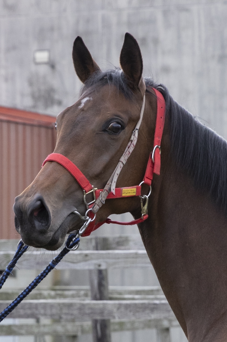 スティールシャトル Steel Shuttle 牝 3歳 ※地方競馬 在籍