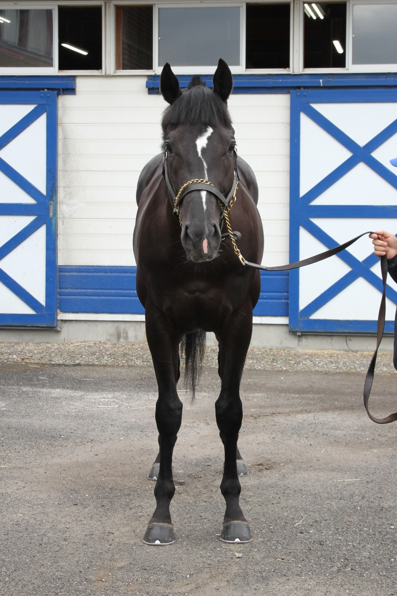 ブルーディザイア Blue Desire 牡 4歳 ※地方競馬 在籍