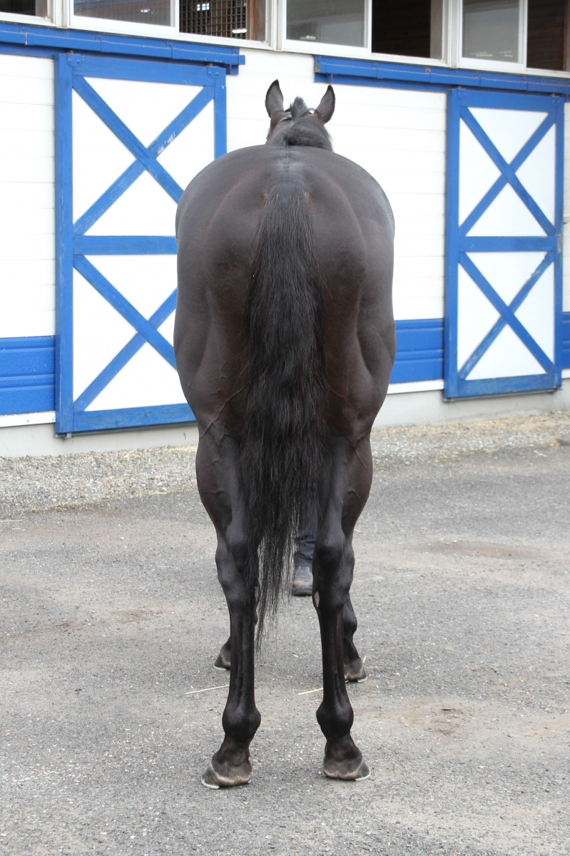 ブルーディザイア Blue Desire 牡 4歳 ※地方競馬 在籍