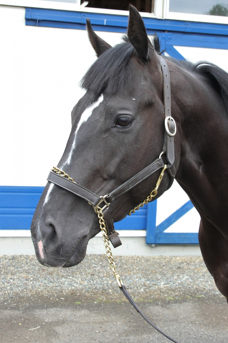 激レア 絶版 廃盤 写真集 ONTHETURF2 競馬 ブルーディザイア Blue Desire 牡 4歳 ※地方競馬 在籍